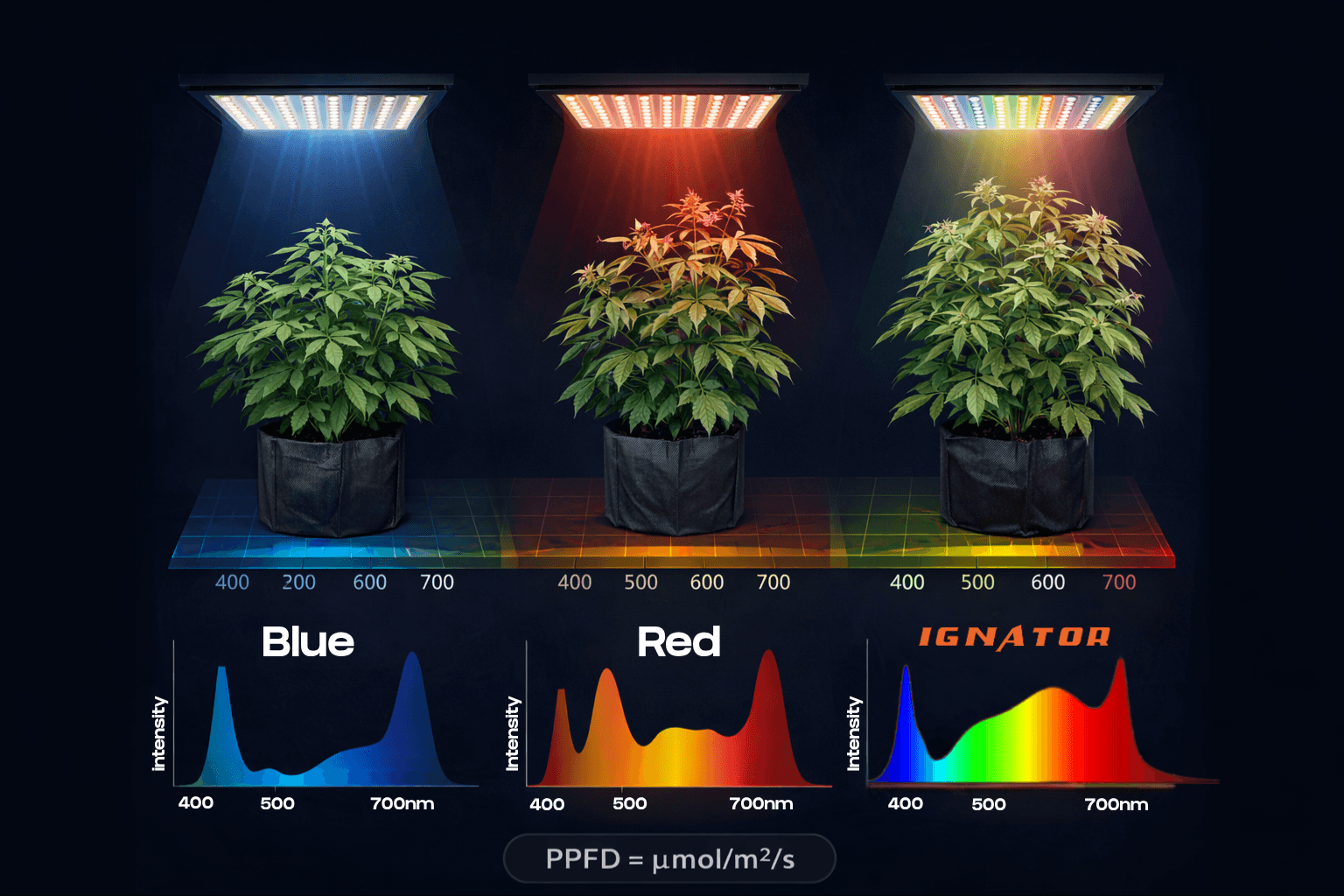 Comparativa de espectros de luz azul, rojo e Ignator sobre plantas de cultivo indoor, con escala de longitud de onda y fórmula PPFD